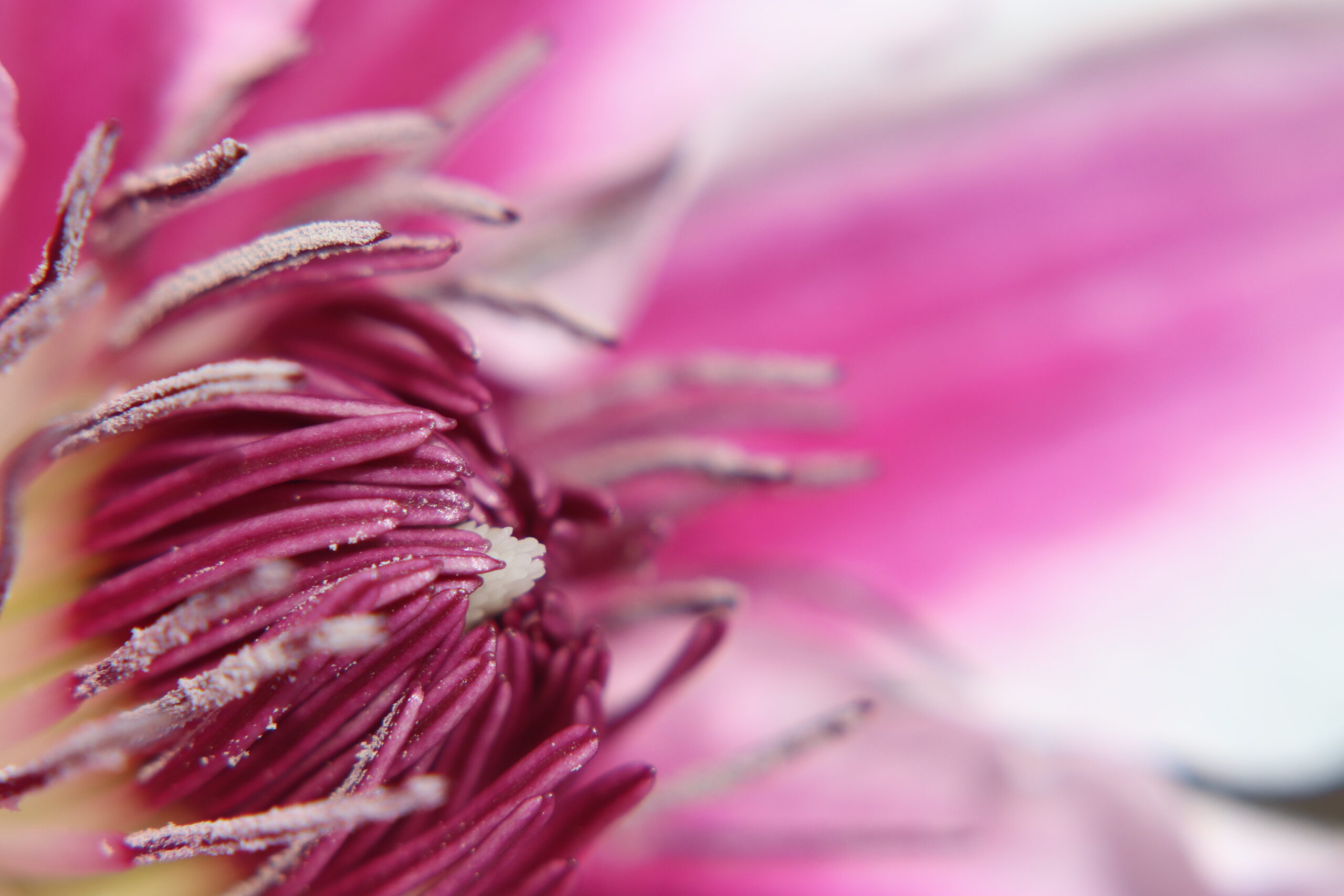 Macro photo of the center of a pink and white clematis flower