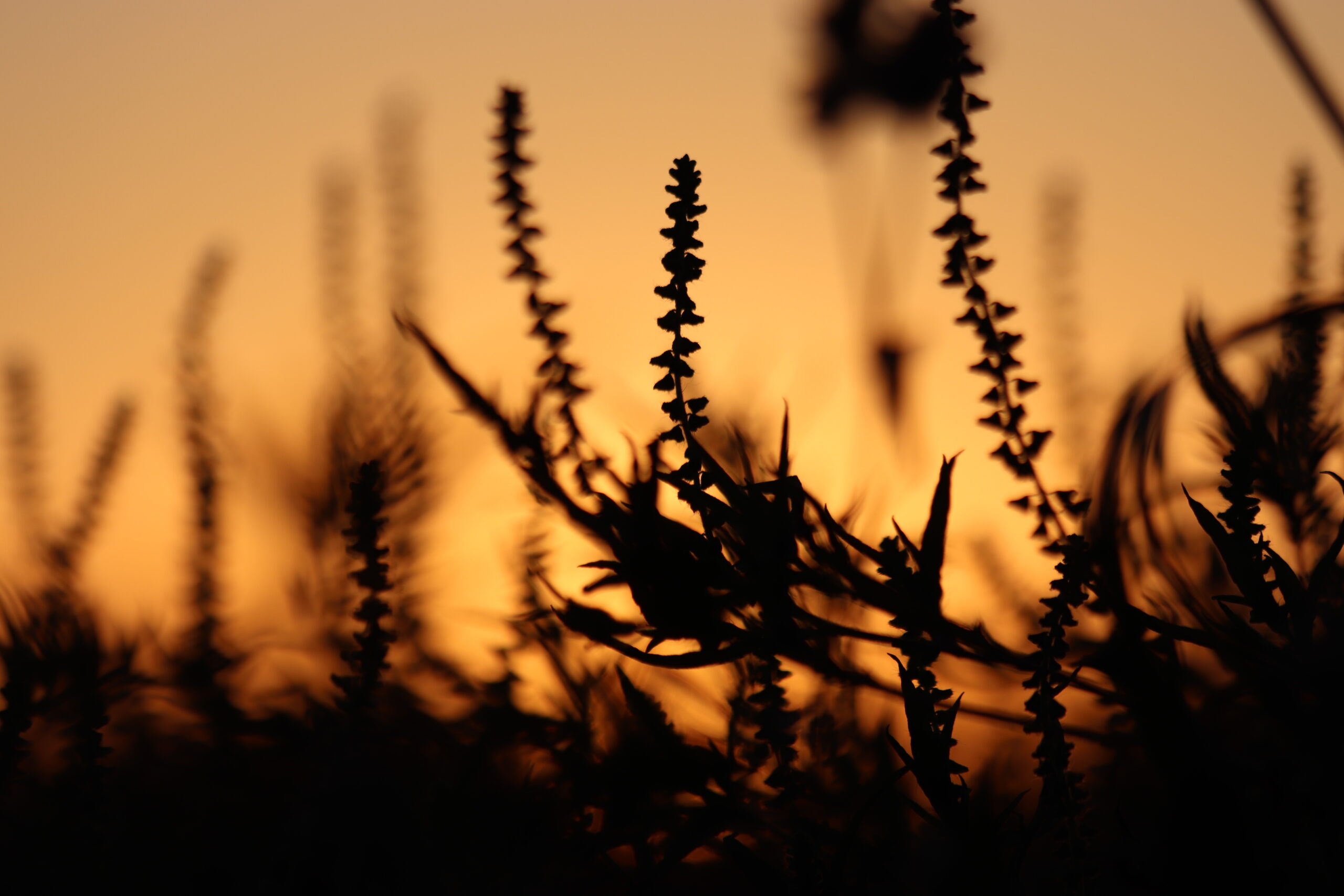 Sunset Macro photo of fall flowers with a sunset background