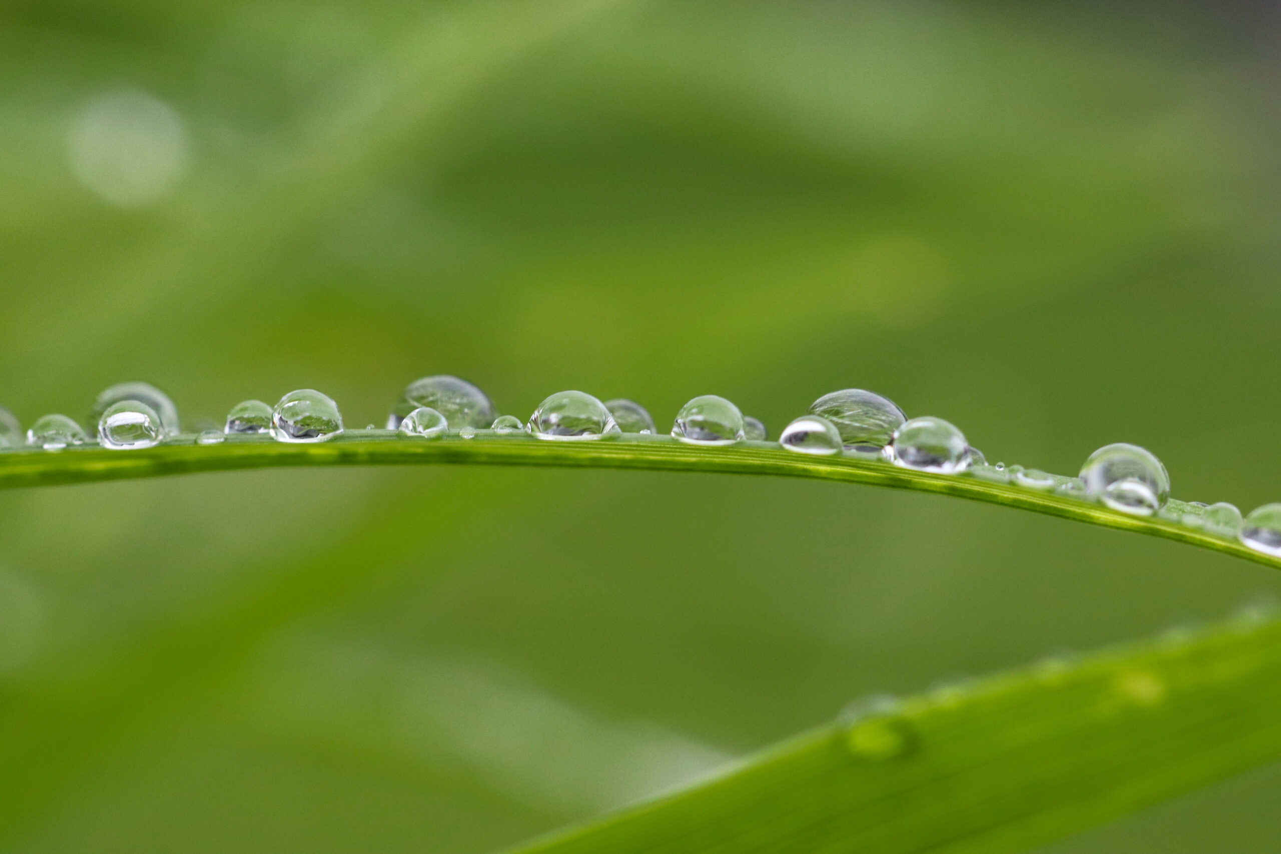 Drops In A Line Macro photo of water drops in a line along a narrow leaf.